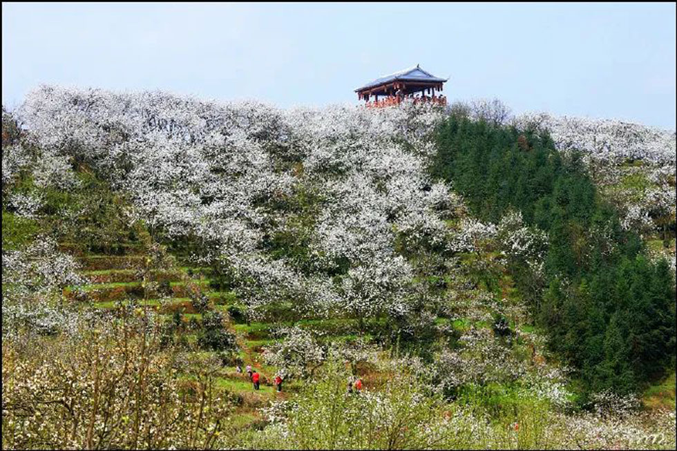 【春天，广西桂林灌阳县向您发出邀请！】我们在灌阳看梨花 - 游山玩水 - 鄂尔多斯生活社区 - 鄂尔多斯28生活网 erds.28life.net