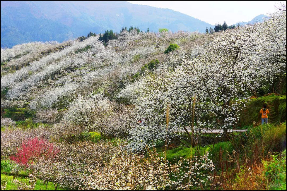 【春天，广西桂林灌阳县向您发出邀请！】我们在灌阳看梨花 - 游山玩水 - 鄂尔多斯生活社区 - 鄂尔多斯28生活网 erds.28life.net