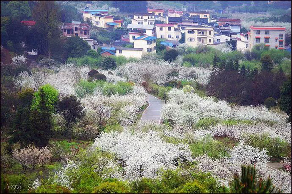 【春天，广西桂林灌阳县向您发出邀请！】我们在灌阳看梨花 - 游山玩水 - 鄂尔多斯生活社区 - 鄂尔多斯28生活网 erds.28life.net