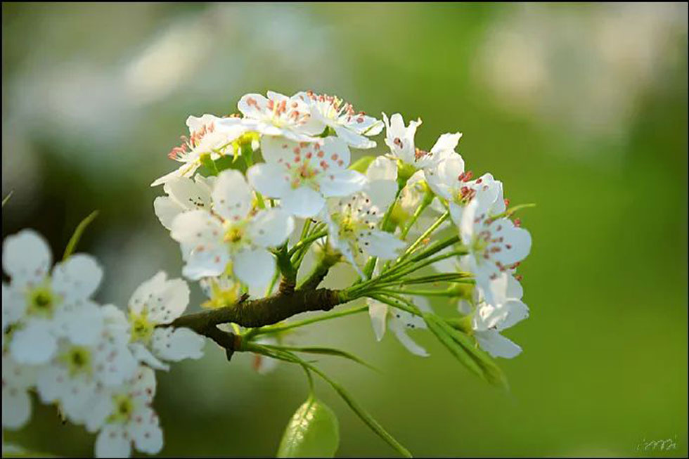 【春天，广西桂林灌阳县向您发出邀请！】我们在灌阳看梨花 - 游山玩水 - 鄂尔多斯生活社区 - 鄂尔多斯28生活网 erds.28life.net