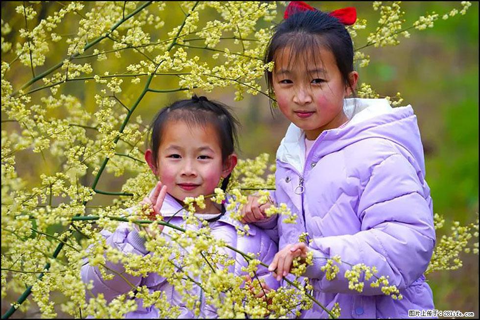 【春天，广西桂林灌阳县向您发出邀请！】米珠山前有片山苍子花在飘香 - 游山玩水 - 鄂尔多斯生活社区 - 鄂尔多斯28生活网 erds.28life.net