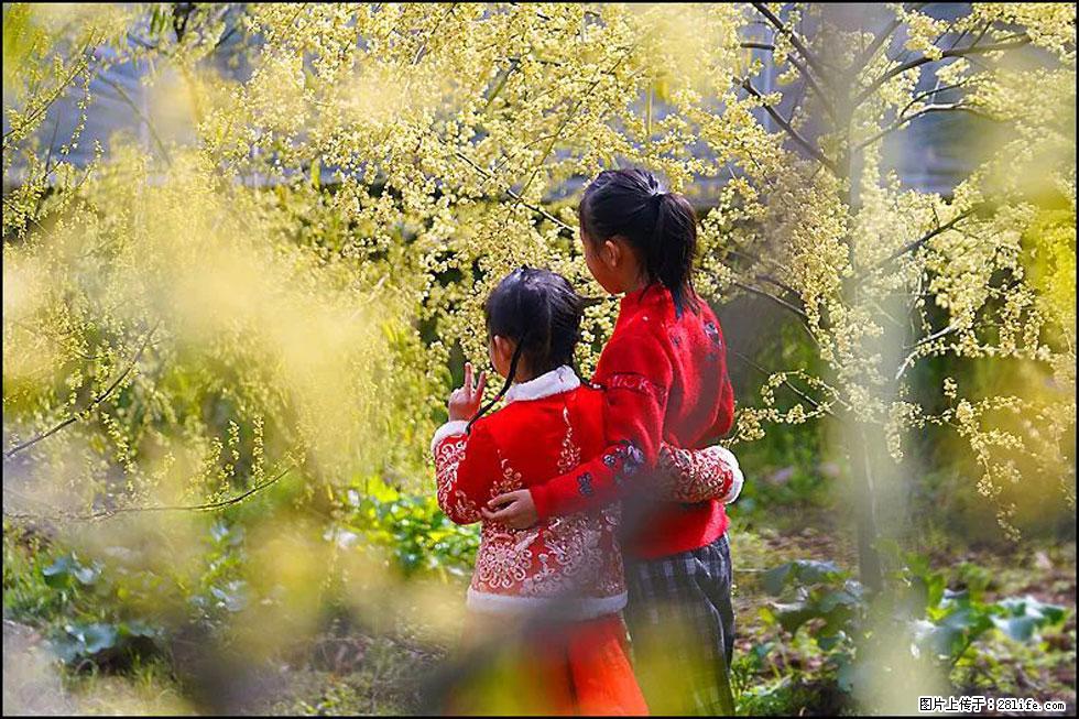 【春天，广西桂林灌阳县向您发出邀请！】米珠山前有片山苍子花在飘香 - 游山玩水 - 鄂尔多斯生活社区 - 鄂尔多斯28生活网 erds.28life.net