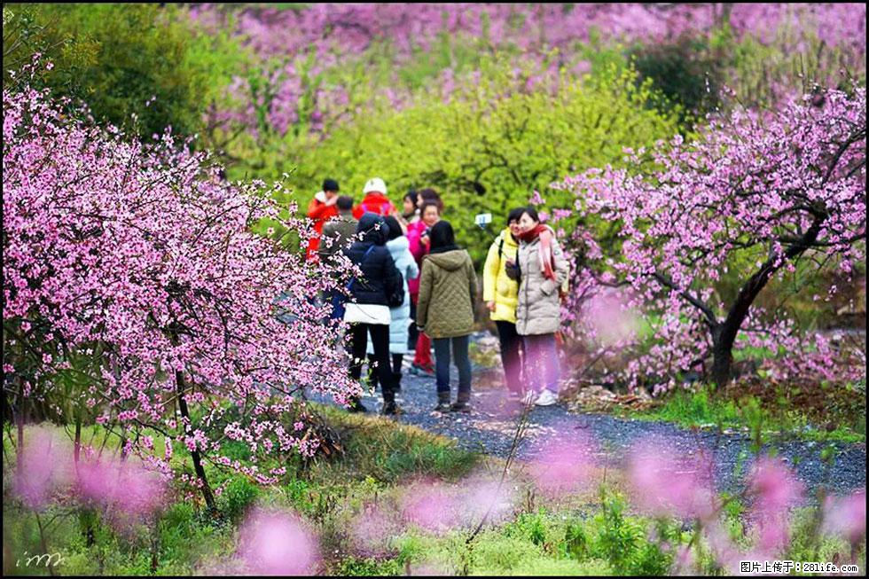 【春天，广西桂林灌阳县向您发出邀请！】官庄村有个醉美的桃花园 - 游山玩水 - 鄂尔多斯生活社区 - 鄂尔多斯28生活网 erds.28life.net