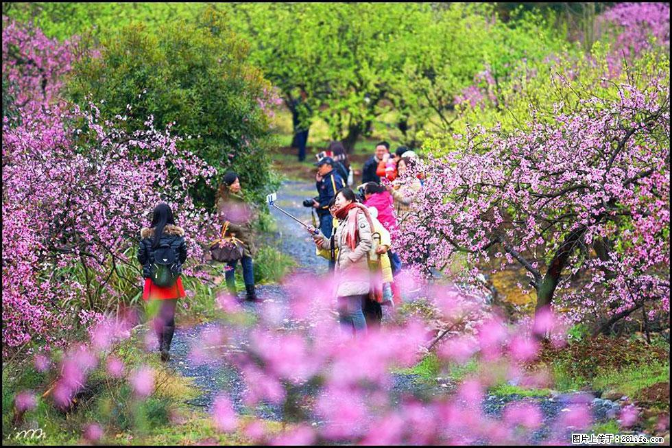 【春天，广西桂林灌阳县向您发出邀请！】官庄村有个醉美的桃花园 - 游山玩水 - 鄂尔多斯生活社区 - 鄂尔多斯28生活网 erds.28life.net