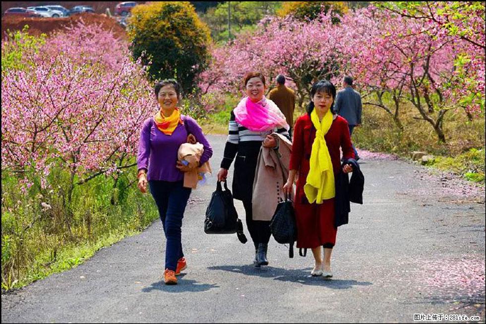 【春天，广西桂林灌阳县向您发出邀请！】官庄村有个醉美的桃花园 - 游山玩水 - 鄂尔多斯生活社区 - 鄂尔多斯28生活网 erds.28life.net