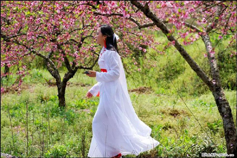 【春天，广西桂林灌阳县向您发出邀请！】官庄村有个醉美的桃花园 - 游山玩水 - 鄂尔多斯生活社区 - 鄂尔多斯28生活网 erds.28life.net