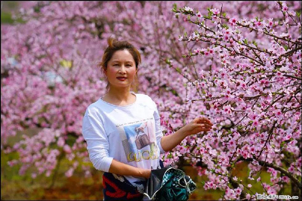 【春天，广西桂林灌阳县向您发出邀请！】官庄村有个醉美的桃花园 - 游山玩水 - 鄂尔多斯生活社区 - 鄂尔多斯28生活网 erds.28life.net