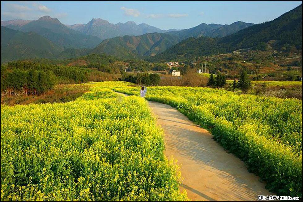 【春天，广西桂林灌阳县向您发出邀请！】长坪村油菜盛情花开 - 游山玩水 - 鄂尔多斯生活社区 - 鄂尔多斯28生活网 erds.28life.net