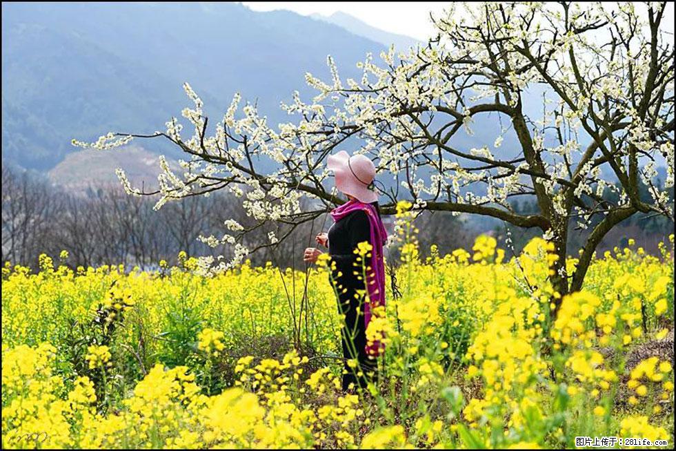 【春天，广西桂林灌阳县向您发出邀请！】长坪村油菜盛情花开 - 游山玩水 - 鄂尔多斯生活社区 - 鄂尔多斯28生活网 erds.28life.net
