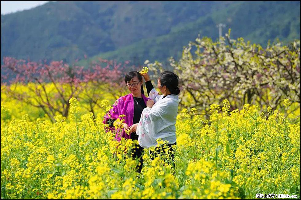 【春天，广西桂林灌阳县向您发出邀请！】长坪村油菜盛情花开 - 游山玩水 - 鄂尔多斯生活社区 - 鄂尔多斯28生活网 erds.28life.net