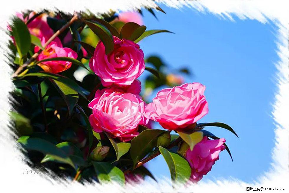 【春天，广西桂林灌阳县向您发出邀请！】杨柳井茶花惹人爱 - 游山玩水 - 鄂尔多斯生活社区 - 鄂尔多斯28生活网 erds.28life.net