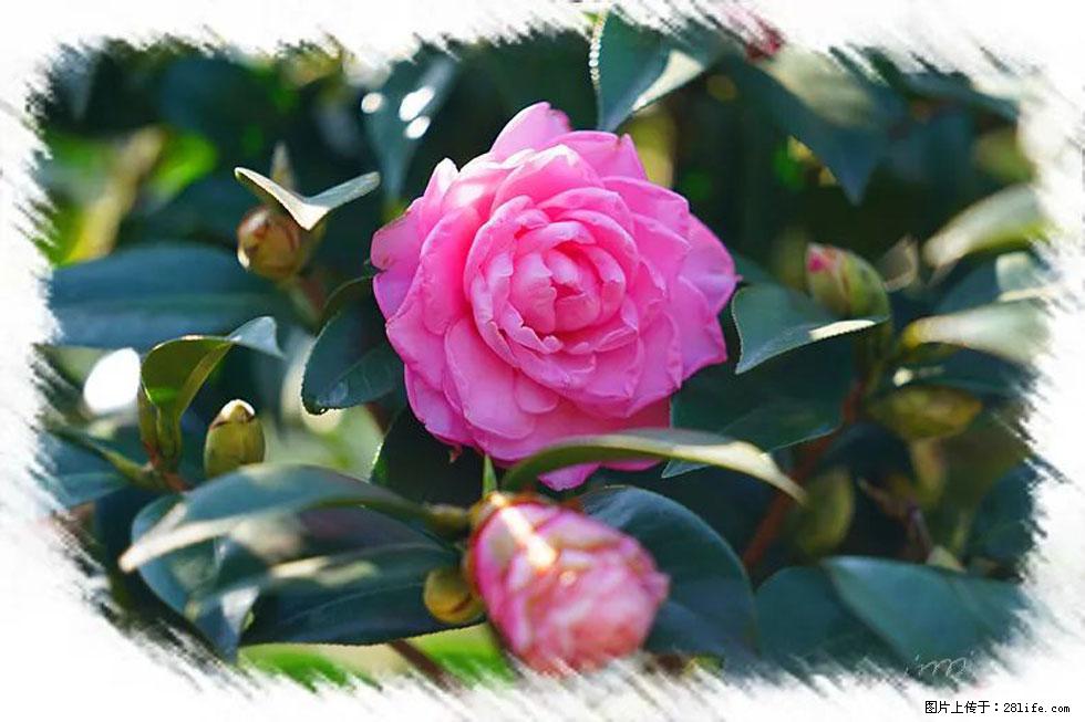 【春天，广西桂林灌阳县向您发出邀请！】杨柳井茶花惹人爱 - 游山玩水 - 鄂尔多斯生活社区 - 鄂尔多斯28生活网 erds.28life.net