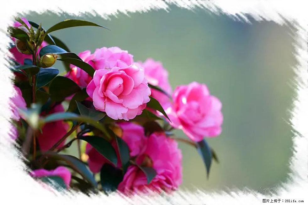【春天，广西桂林灌阳县向您发出邀请！】杨柳井茶花惹人爱 - 游山玩水 - 鄂尔多斯生活社区 - 鄂尔多斯28生活网 erds.28life.net