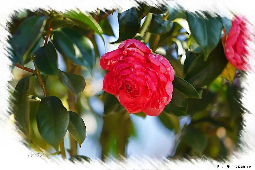 【春天，广西桂林灌阳县向您发出邀请！】杨柳井茶花惹人爱 - 游山玩水 - 鄂尔多斯生活社区 - 鄂尔多斯28生活网 erds.28life.net