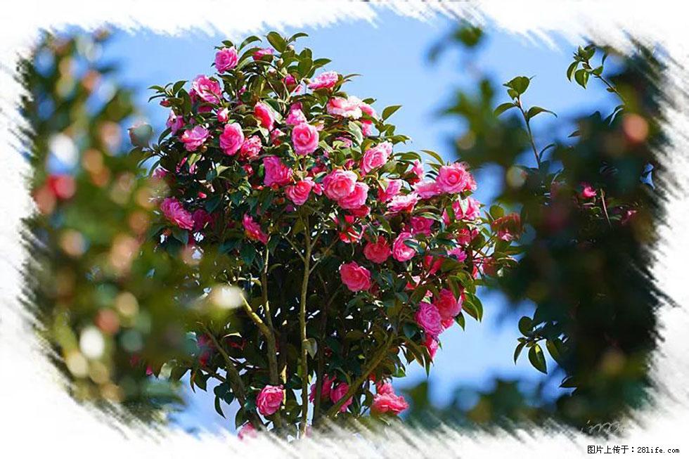 【春天，广西桂林灌阳县向您发出邀请！】杨柳井茶花惹人爱 - 游山玩水 - 鄂尔多斯生活社区 - 鄂尔多斯28生活网 erds.28life.net