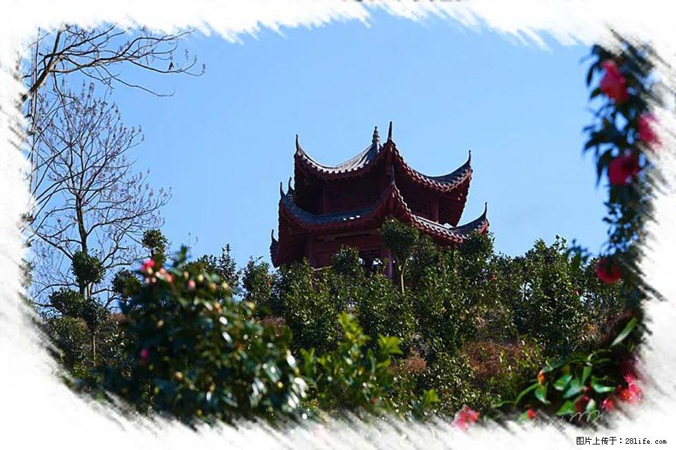 【春天，广西桂林灌阳县向您发出邀请！】杨柳井茶花惹人爱 - 游山玩水 - 鄂尔多斯生活社区 - 鄂尔多斯28生活网 erds.28life.net