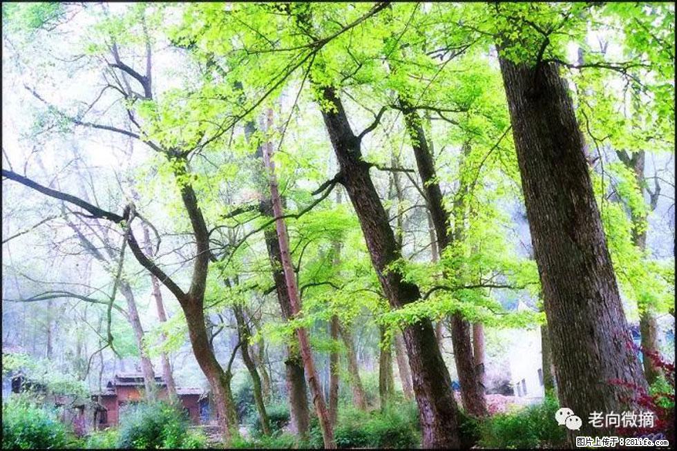 【春天，广西桂林灌阳县向您发出邀请！】在小龙村与春天约会 - 游山玩水 - 鄂尔多斯生活社区 - 鄂尔多斯28生活网 erds.28life.net