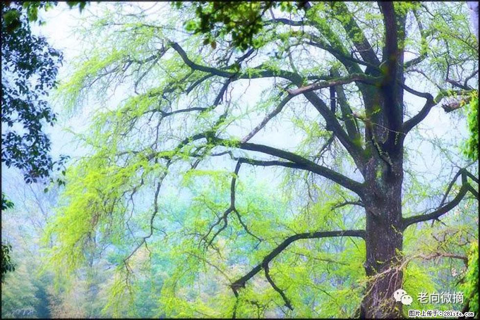 【春天，广西桂林灌阳县向您发出邀请！】在小龙村与春天约会 - 游山玩水 - 鄂尔多斯生活社区 - 鄂尔多斯28生活网 erds.28life.net