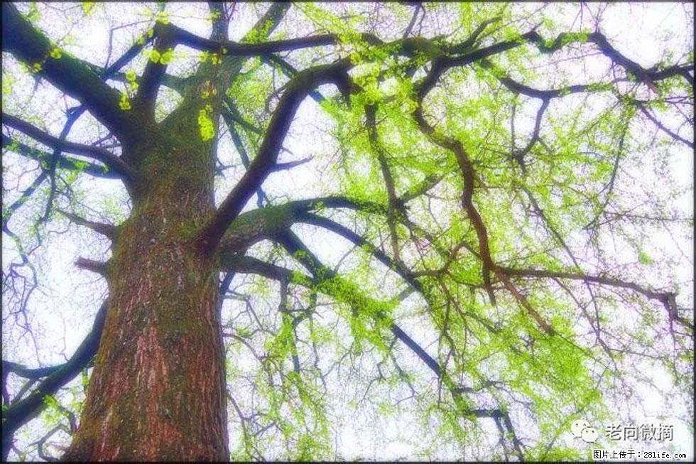 【春天，广西桂林灌阳县向您发出邀请！】在小龙村与春天约会 - 游山玩水 - 鄂尔多斯生活社区 - 鄂尔多斯28生活网 erds.28life.net