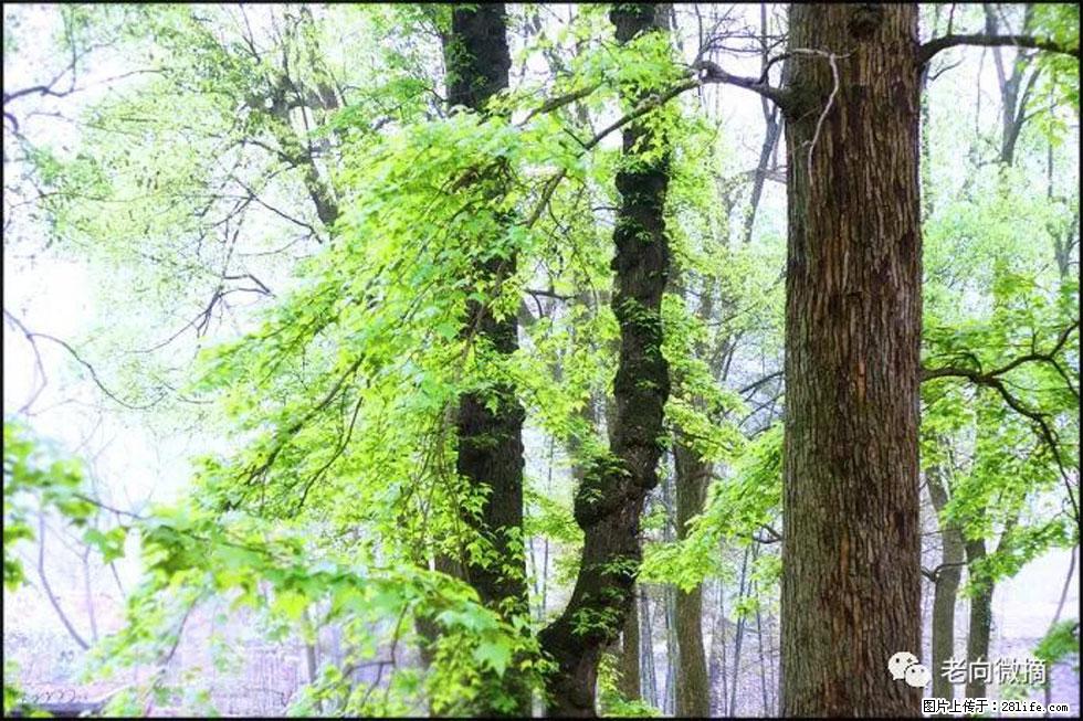 【春天，广西桂林灌阳县向您发出邀请！】在小龙村与春天约会 - 游山玩水 - 鄂尔多斯生活社区 - 鄂尔多斯28生活网 erds.28life.net
