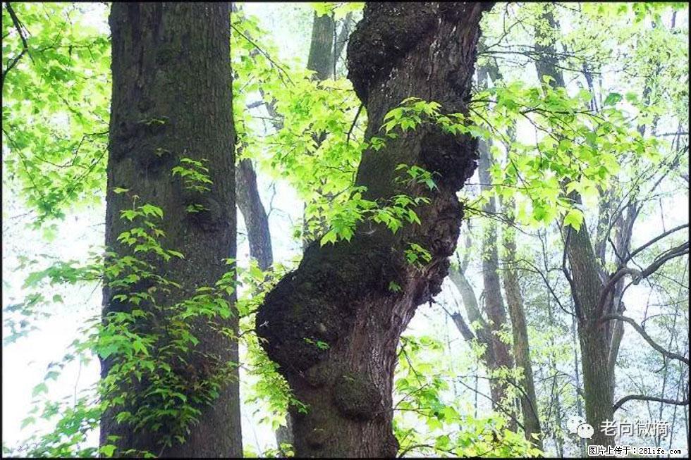 【春天，广西桂林灌阳县向您发出邀请！】在小龙村与春天约会 - 游山玩水 - 鄂尔多斯生活社区 - 鄂尔多斯28生活网 erds.28life.net