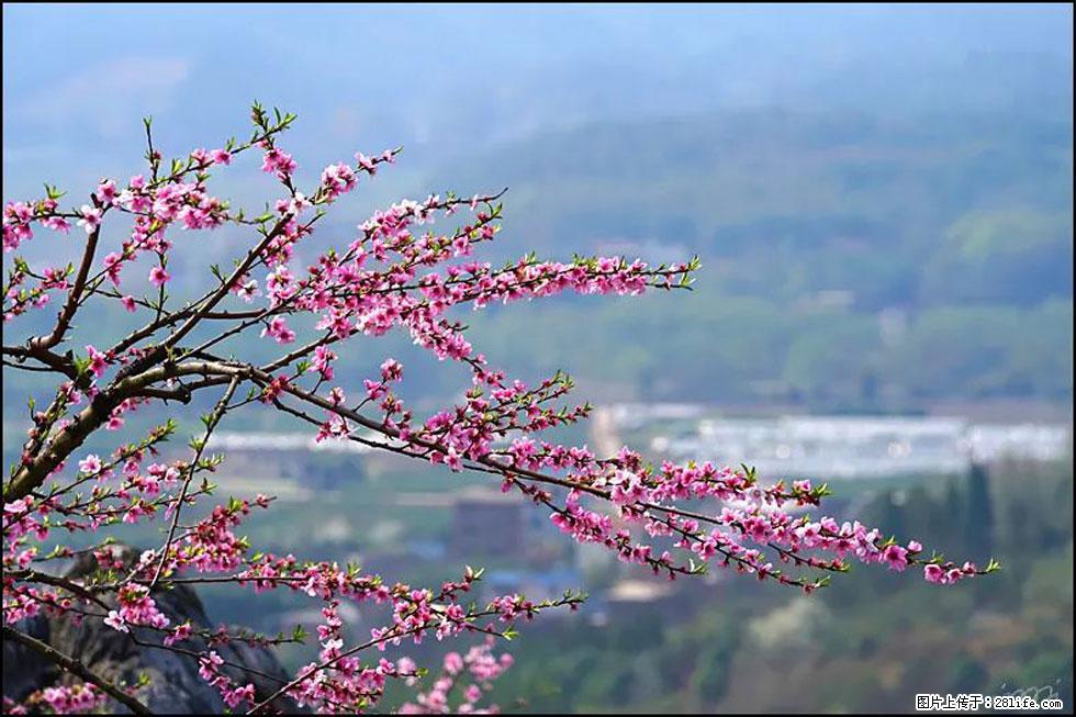 【春天，广西桂林灌阳县向您发出邀请！】望月岭上桃花开 - 游山玩水 - 鄂尔多斯生活社区 - 鄂尔多斯28生活网 erds.28life.net