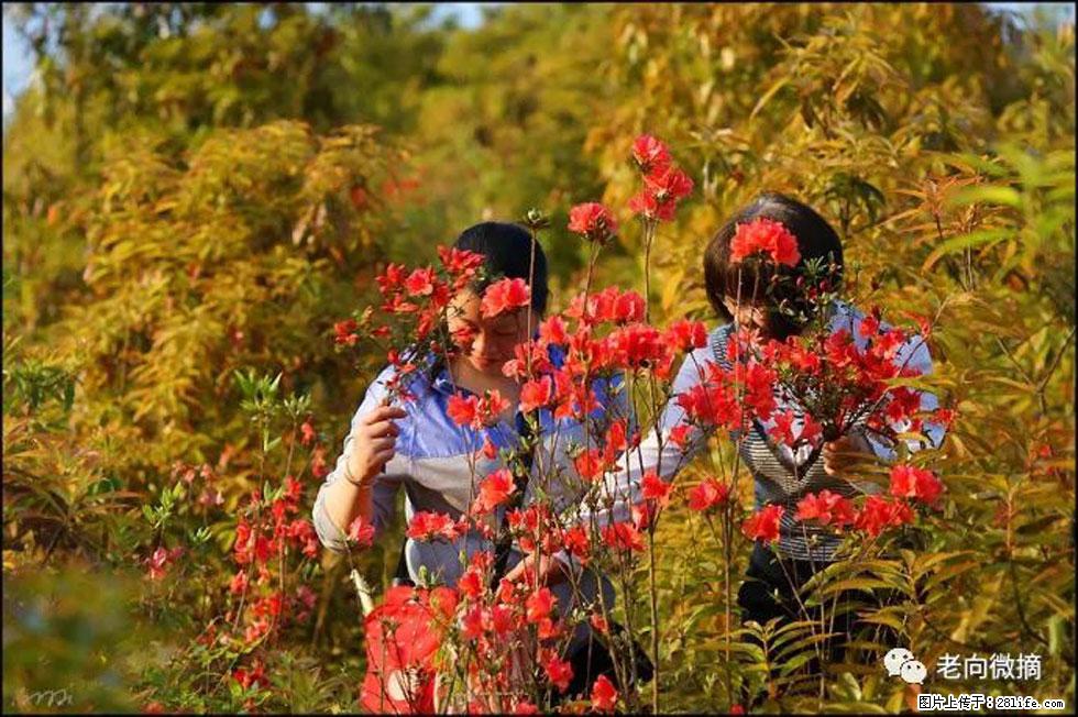 【春天，广西桂林灌阳县向您发出邀请！】登麒麟山，相约映山红 - 游山玩水 - 鄂尔多斯生活社区 - 鄂尔多斯28生活网 erds.28life.net