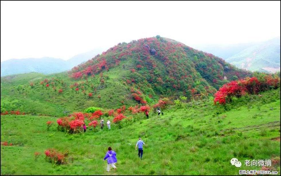 【春天，广西桂林灌阳县向您发出邀请！】宝盖山上映山红 - 游山玩水 - 鄂尔多斯生活社区 - 鄂尔多斯28生活网 erds.28life.net