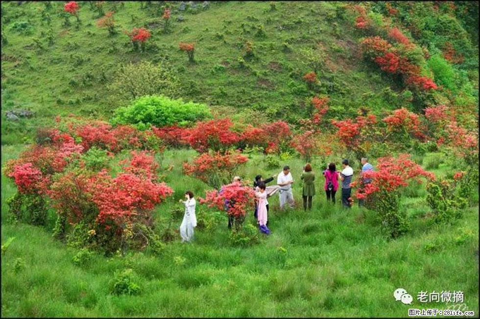 【春天，广西桂林灌阳县向您发出邀请！】宝盖山上映山红 - 游山玩水 - 鄂尔多斯生活社区 - 鄂尔多斯28生活网 erds.28life.net
