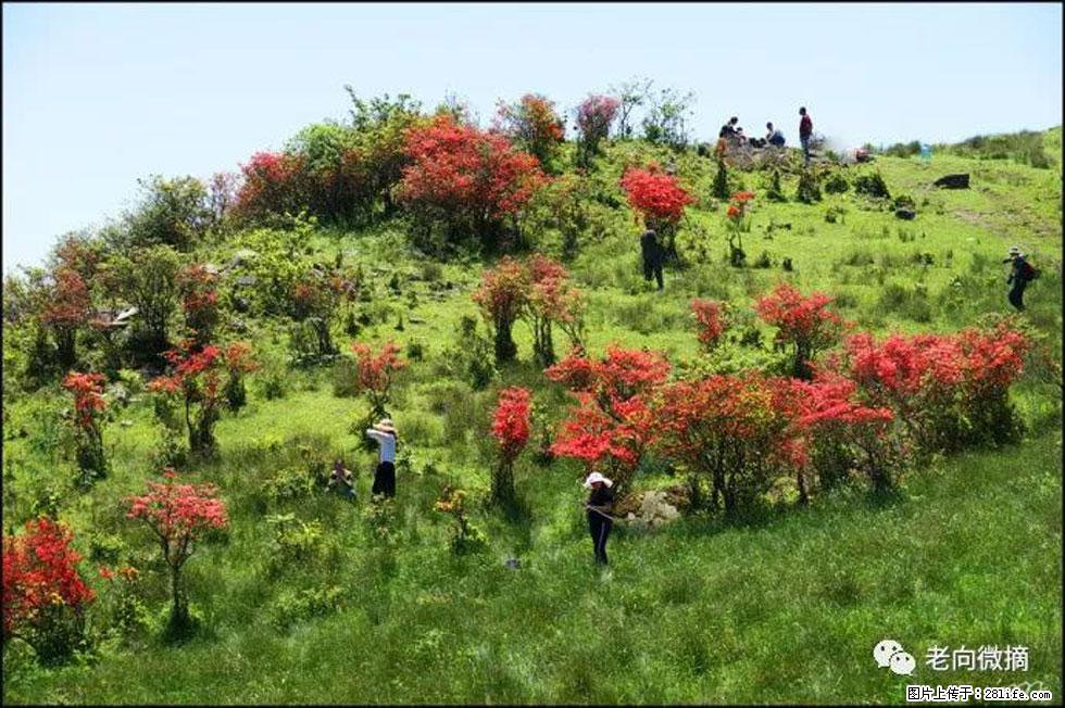 【春天，广西桂林灌阳县向您发出邀请！】宝盖山上映山红 - 游山玩水 - 鄂尔多斯生活社区 - 鄂尔多斯28生活网 erds.28life.net