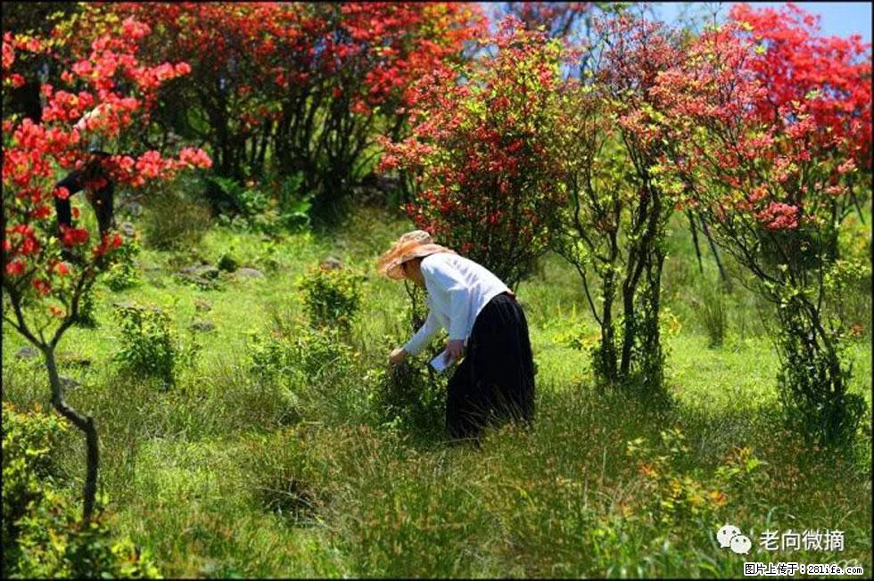 【春天，广西桂林灌阳县向您发出邀请！】宝盖山上映山红 - 游山玩水 - 鄂尔多斯生活社区 - 鄂尔多斯28生活网 erds.28life.net