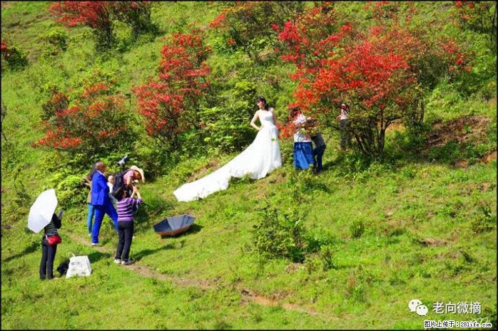 【春天，广西桂林灌阳县向您发出邀请！】宝盖山上映山红 - 游山玩水 - 鄂尔多斯生活社区 - 鄂尔多斯28生活网 erds.28life.net