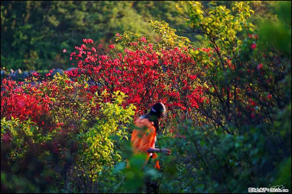 【春天，广西桂林灌阳县向您发出邀请！】春木界上映山红 - 游山玩水 - 鄂尔多斯生活社区 - 鄂尔多斯28生活网 erds.28life.net