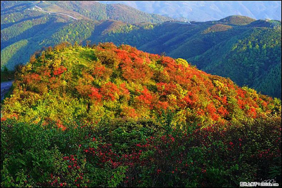【春天，广西桂林灌阳县向您发出邀请！】春木界上映山红 - 游山玩水 - 鄂尔多斯生活社区 - 鄂尔多斯28生活网 erds.28life.net