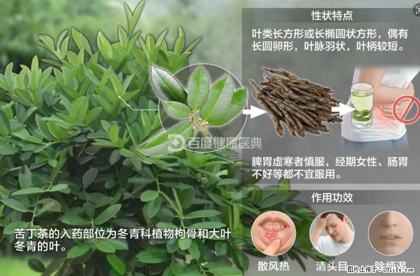 苦丁茶有哪些功效和作用 - 生活百科 - 鄂尔多斯生活社区 - 鄂尔多斯28生活网 erds.28life.net