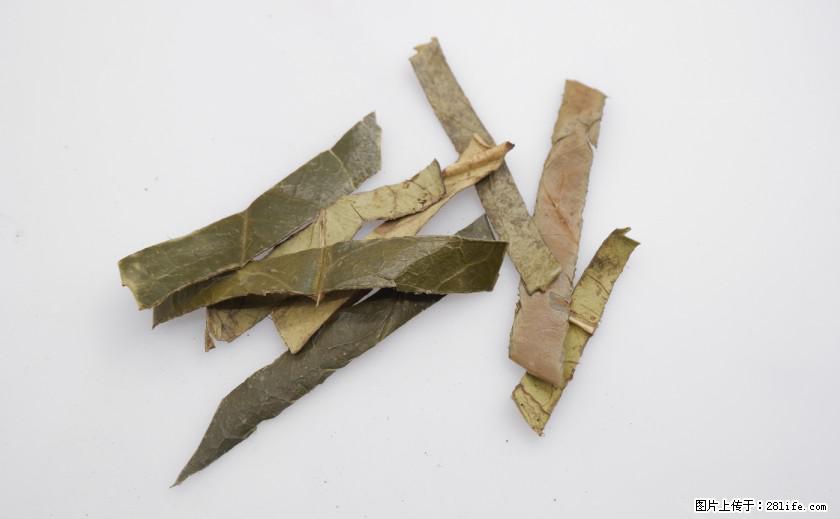 苦丁茶有哪些功效和作用 - 生活百科 - 鄂尔多斯生活社区 - 鄂尔多斯28生活网 erds.28life.net