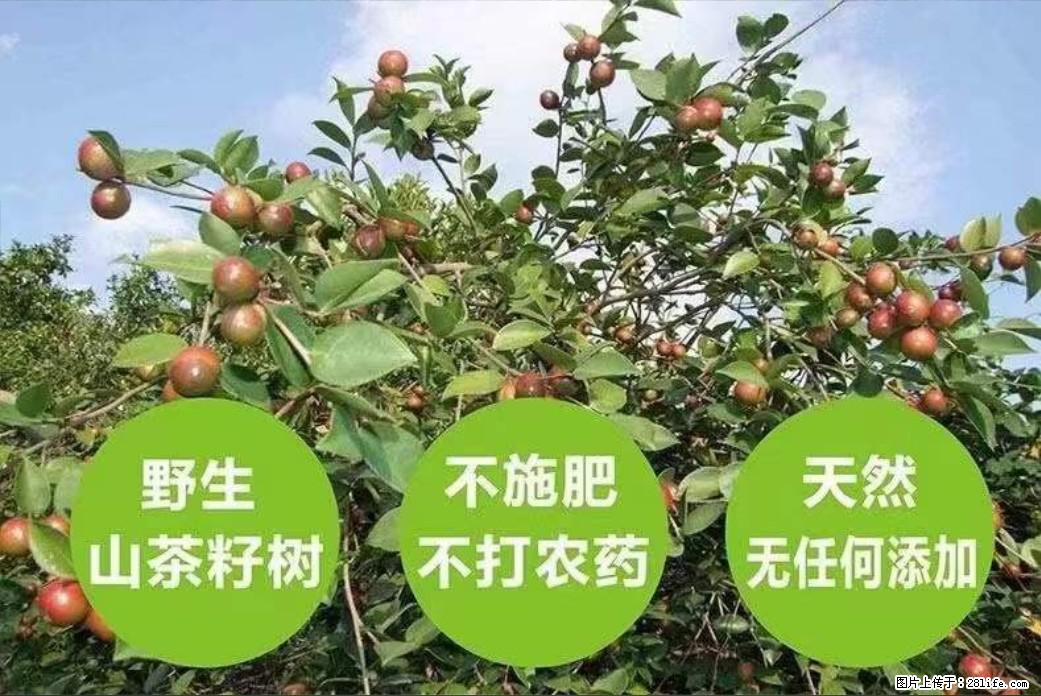 【灌阳县油茶产业示范区】一个有着充实的精神生活的人，对待身外之物自会有一种淡泊的态度 - 美食天地 - 鄂尔多斯生活社区 - 鄂尔多斯28生活网 erds.28life.net