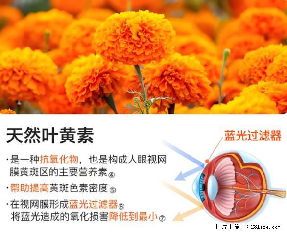 叶黄素有什么功效和作用 - 生活百科 - 鄂尔多斯生活社区 - 鄂尔多斯28生活网 erds.28life.net