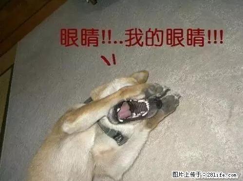 笑癫了！一女的怀孕三年未生，他终于忍不住了... - 娱乐八卦 - 鄂尔多斯生活社区 - 鄂尔多斯28生活网 erds.28life.net