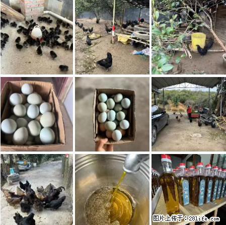 油茶园从小鸡仔开始养起的纯土鸡、土鸡蛋可以预定啦！还有前几天刚榨的纯山茶油哦 - 土特产 - 饮食特产 - 鄂尔多斯分类信息 - 鄂尔多斯28生活网 erds.28life.net