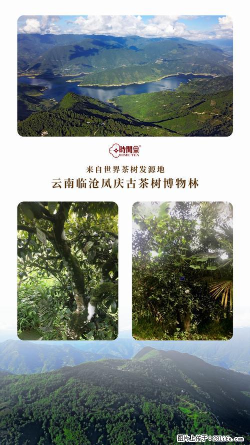 时间果百年古树2025年春红茶 - 购物交流 - 鄂尔多斯生活社区 - 鄂尔多斯28生活网 erds.28life.net