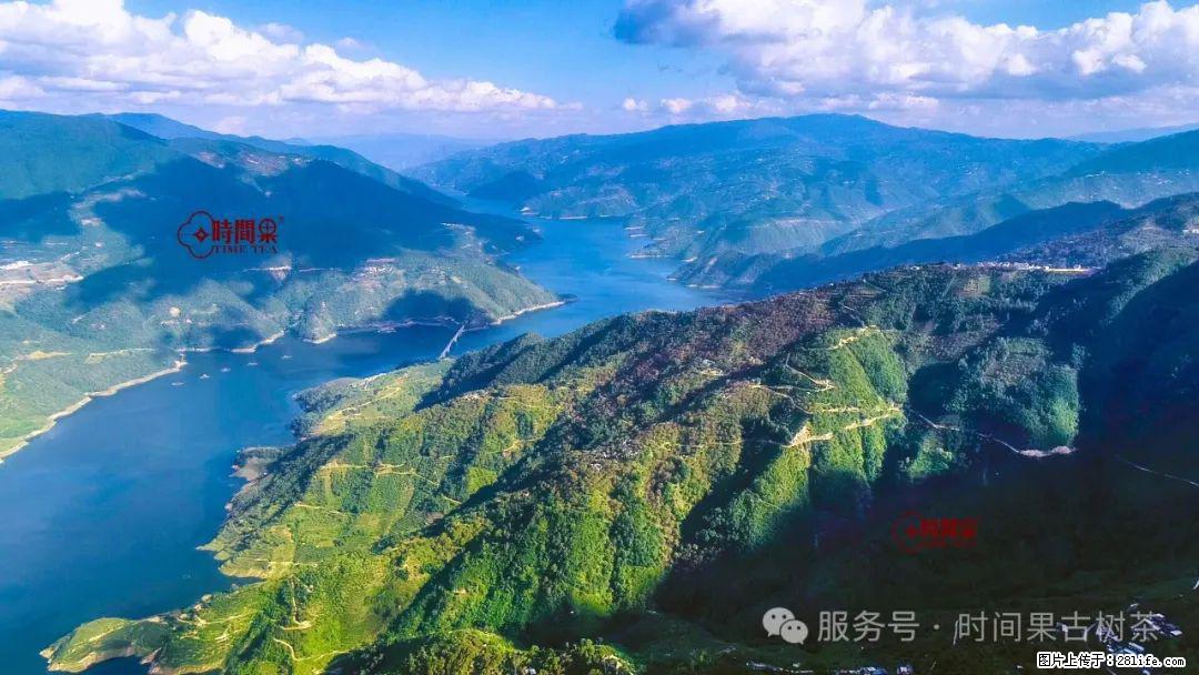 时间果百年古树龙珠普洱生茶 - 购物交流 - 鄂尔多斯生活社区 - 鄂尔多斯28生活网 erds.28life.net