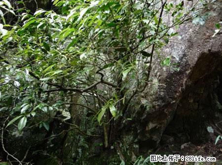 平乐石崖茶，珍贵仅次于金花茶 - 鄂尔多斯生活资讯 - 鄂尔多斯28生活网 erds.28life.net
