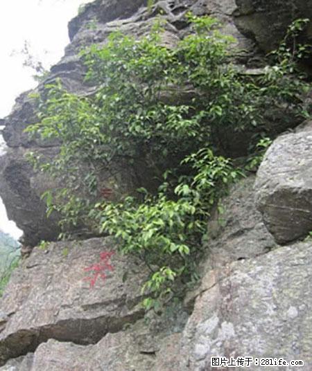 平乐石崖茶，珍贵仅次于金花茶 - 鄂尔多斯生活资讯 - 鄂尔多斯28生活网 erds.28life.net