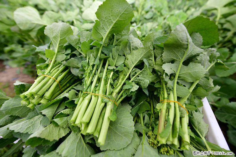 这些蔬菜是“天然钙片”，这6种被医生重点推荐 - 鄂尔多斯生活资讯 - 鄂尔多斯28生活网 erds.28life.net